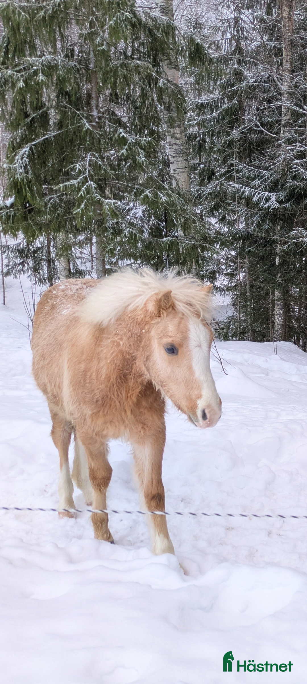  hästar Vacker Lovande Kille . - Annons 3