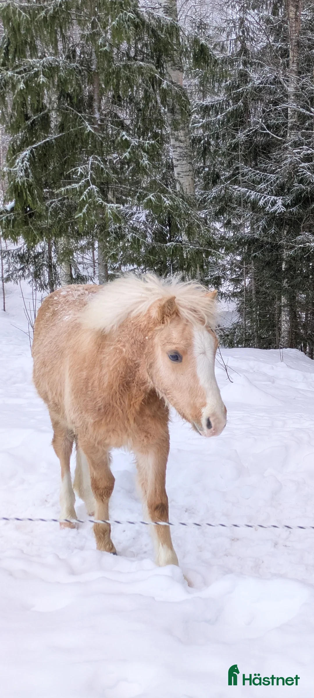 Allround hästar till salu: Vacker Lovande Kille . - Annons 1