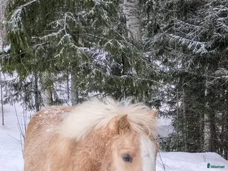 hästar Vacker Lovande Kille . - Annons 3