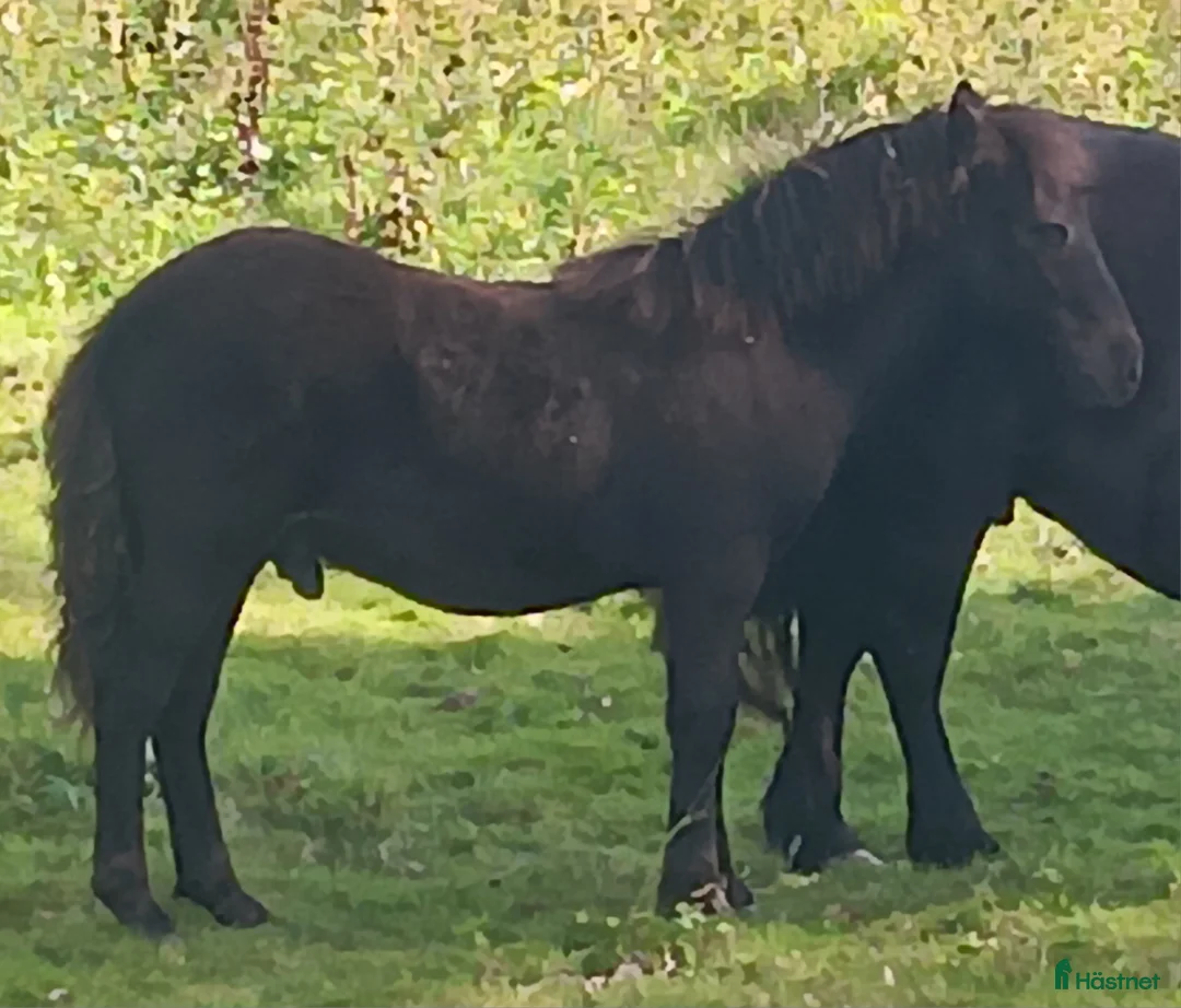 Allround hästar till salu: Snygg Reslig unghingst i Hästveda - Annons 2