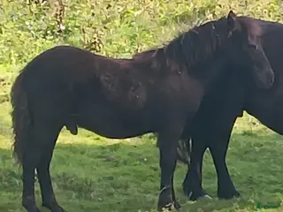 hästar Snygg Reslig unghingst i Hästveda - Annons 4