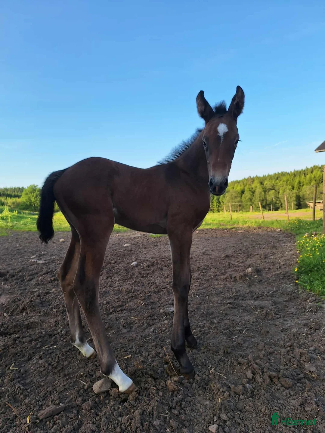 Hoppning hästar till salu: Uttrycksfullt stoföl med fantastisk hoppstam! i Ullared - Annons 5