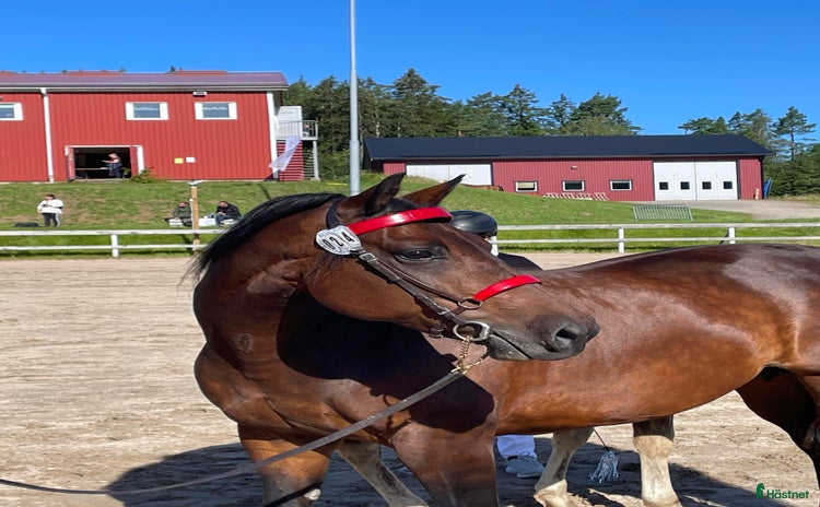  hästar i Sätila - Annons 2