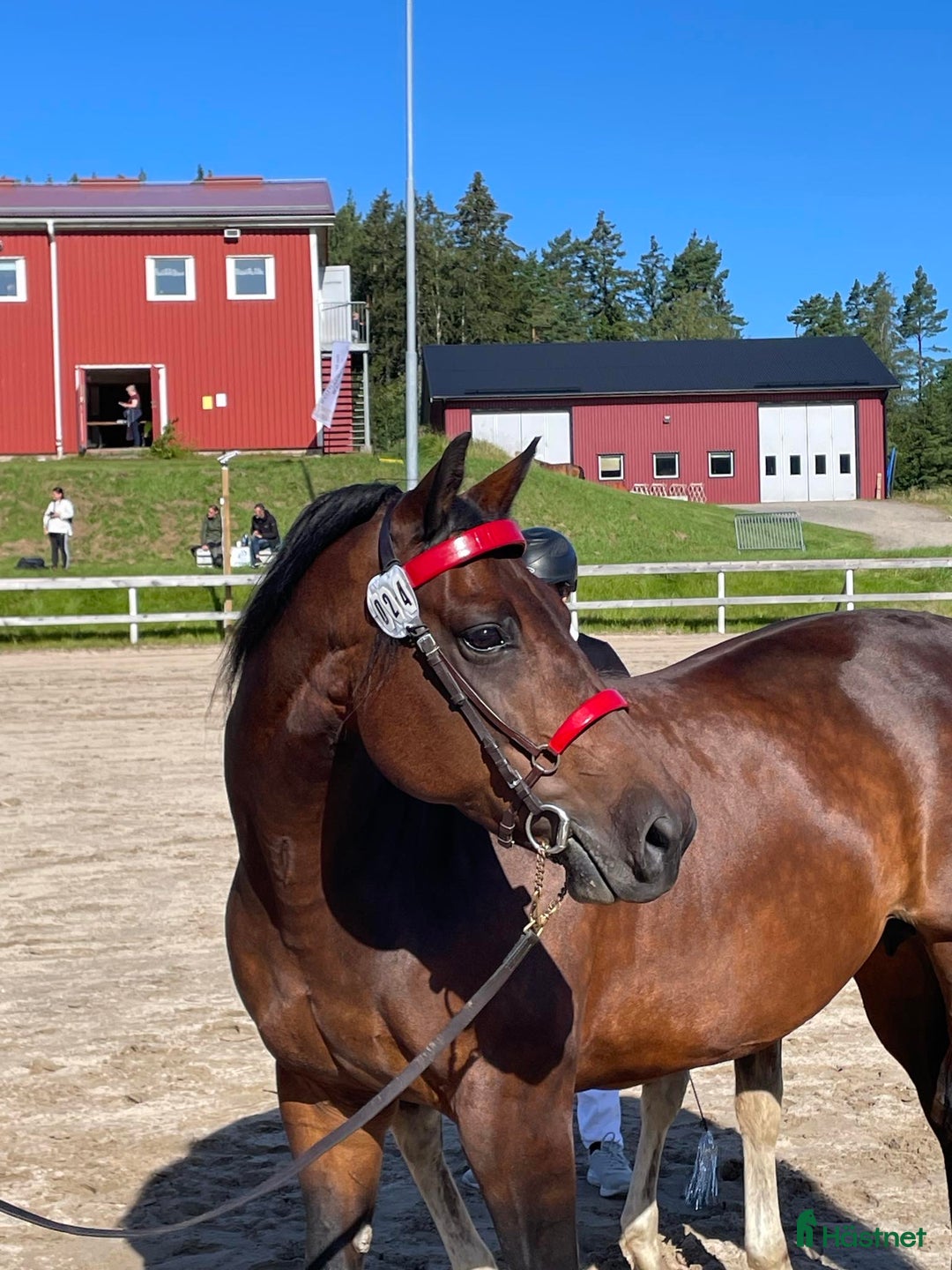 Allround hästar till salu: Underbart morgansto i Sätila - Annons 1