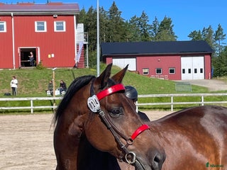 hästar Underbart morgansto i Sätila - Annons 7