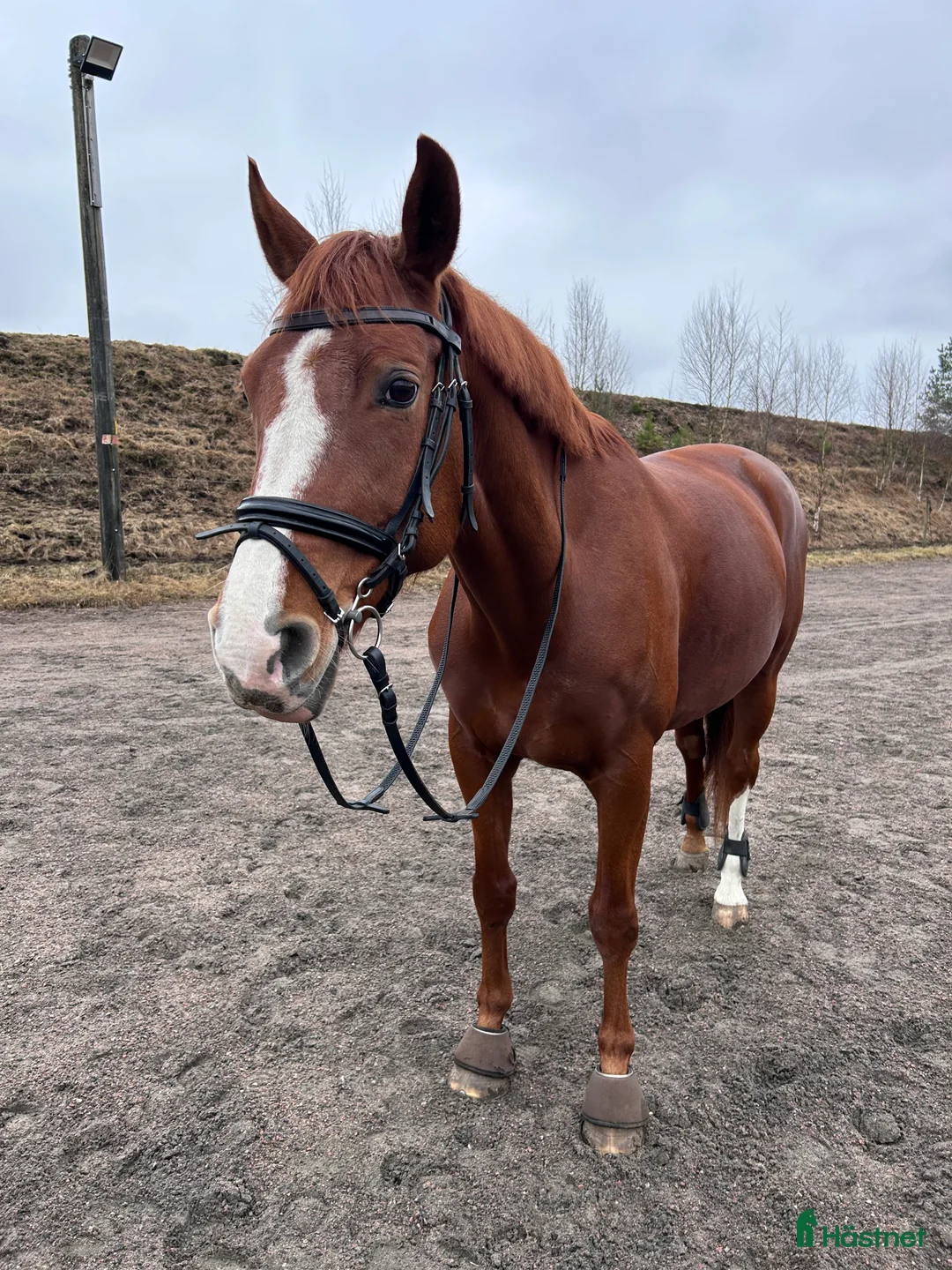 Allround hästar till salu: Allroundhäst i Oskarström - Annons 1