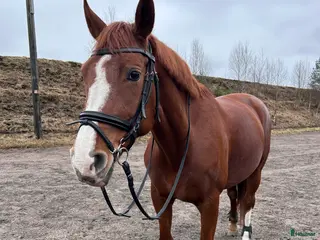 hästar Allroundhäst - Annons 3