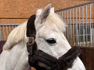 Övrig Hästutrustning hästutrustning till salu: Brun fluff grimma i Växjö - Annons 1