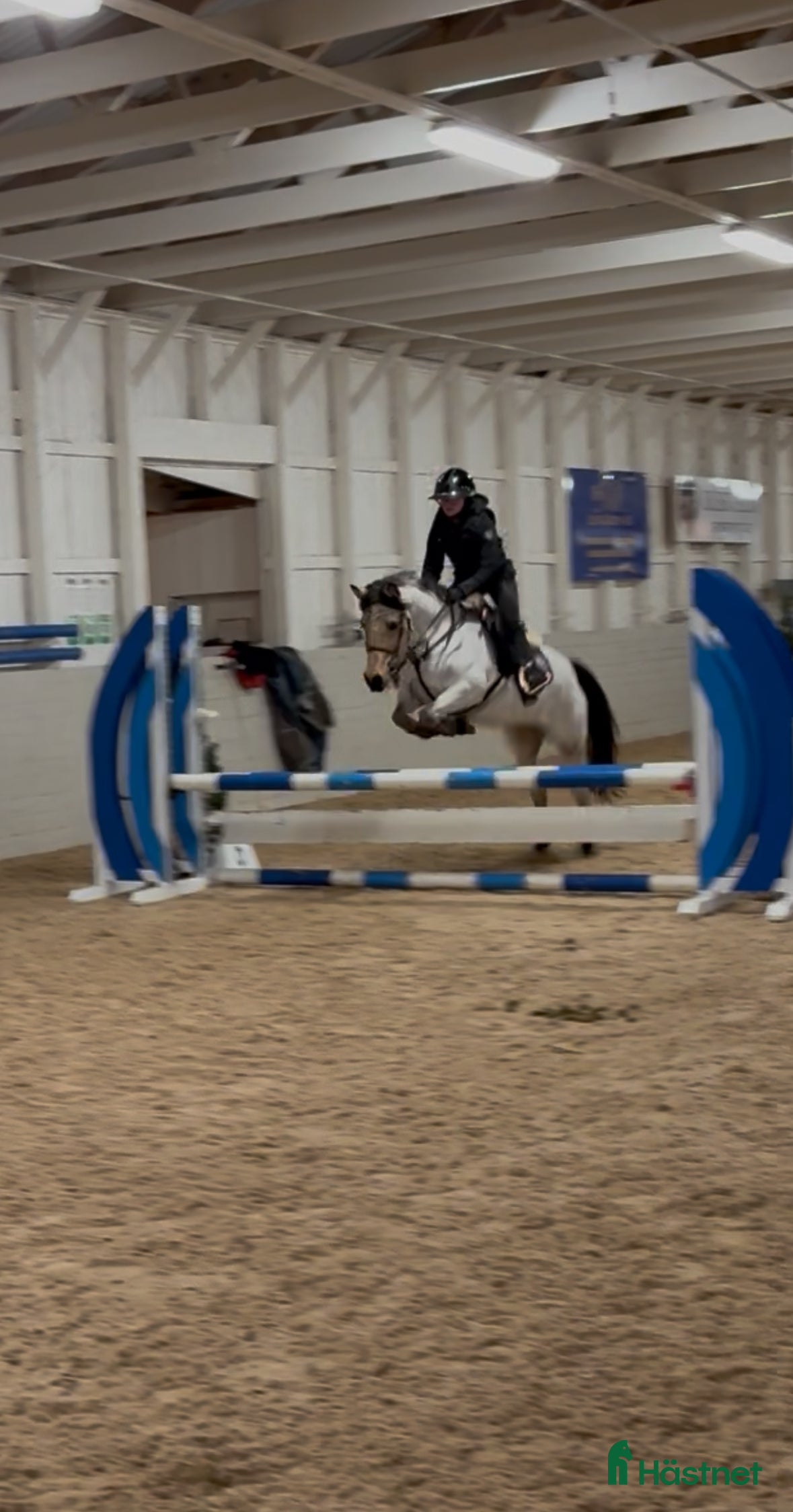  hästar Häftig allroundponny - Annons 1