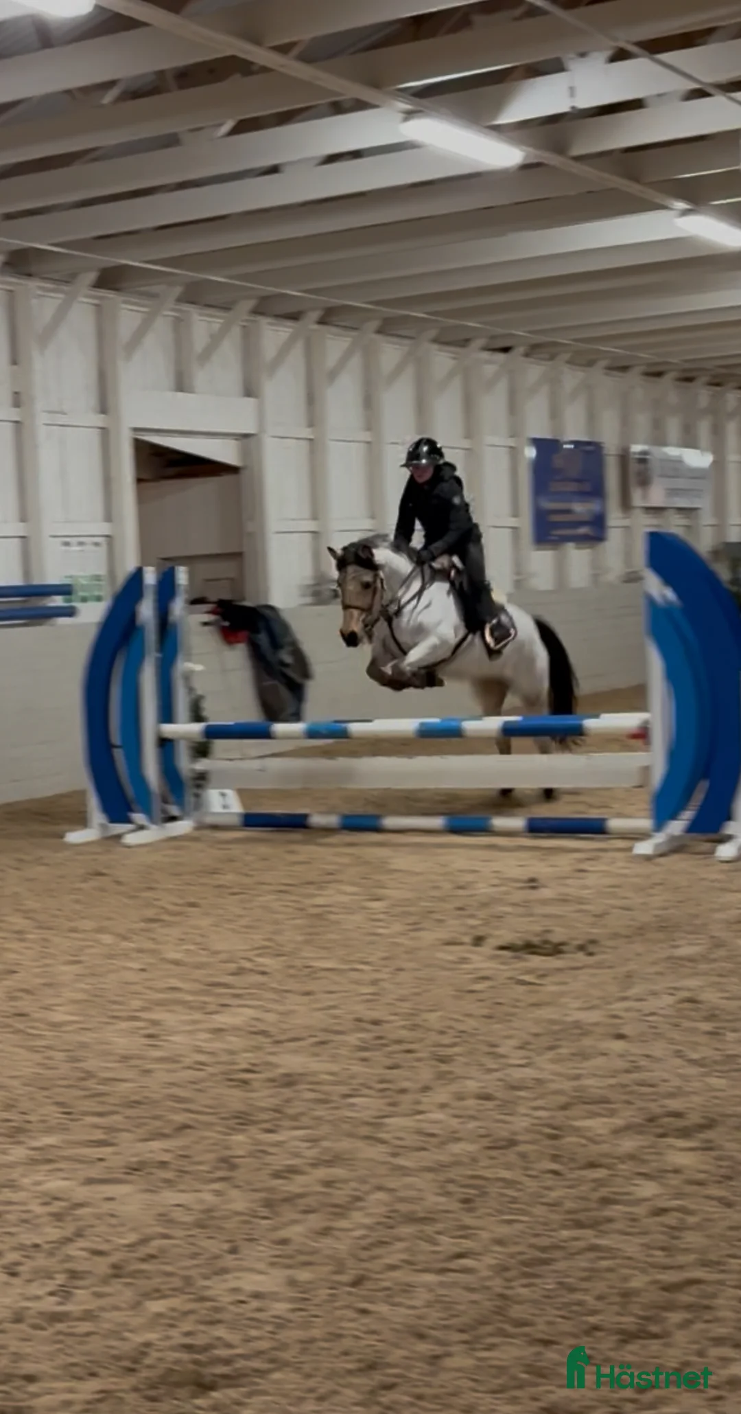 Allround hästar till salu: Häftig allroundponny - Annons 1