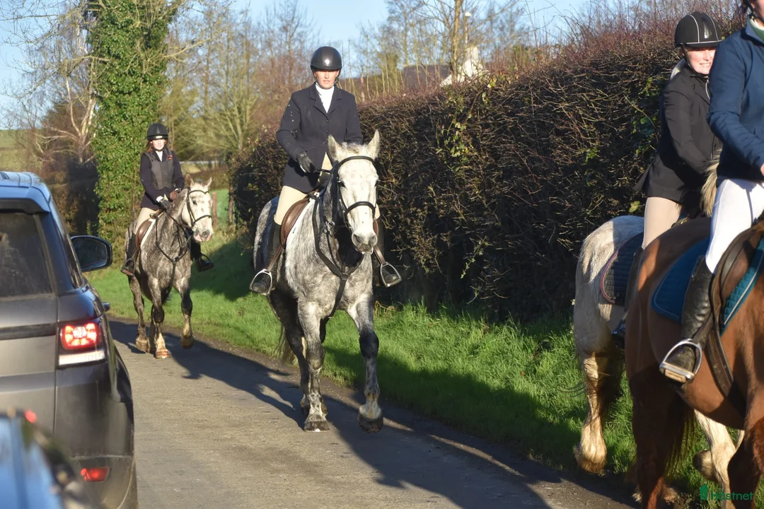 Allround hästar till salu: Gentlemen Irish Draught i Stockholm - Annons 4