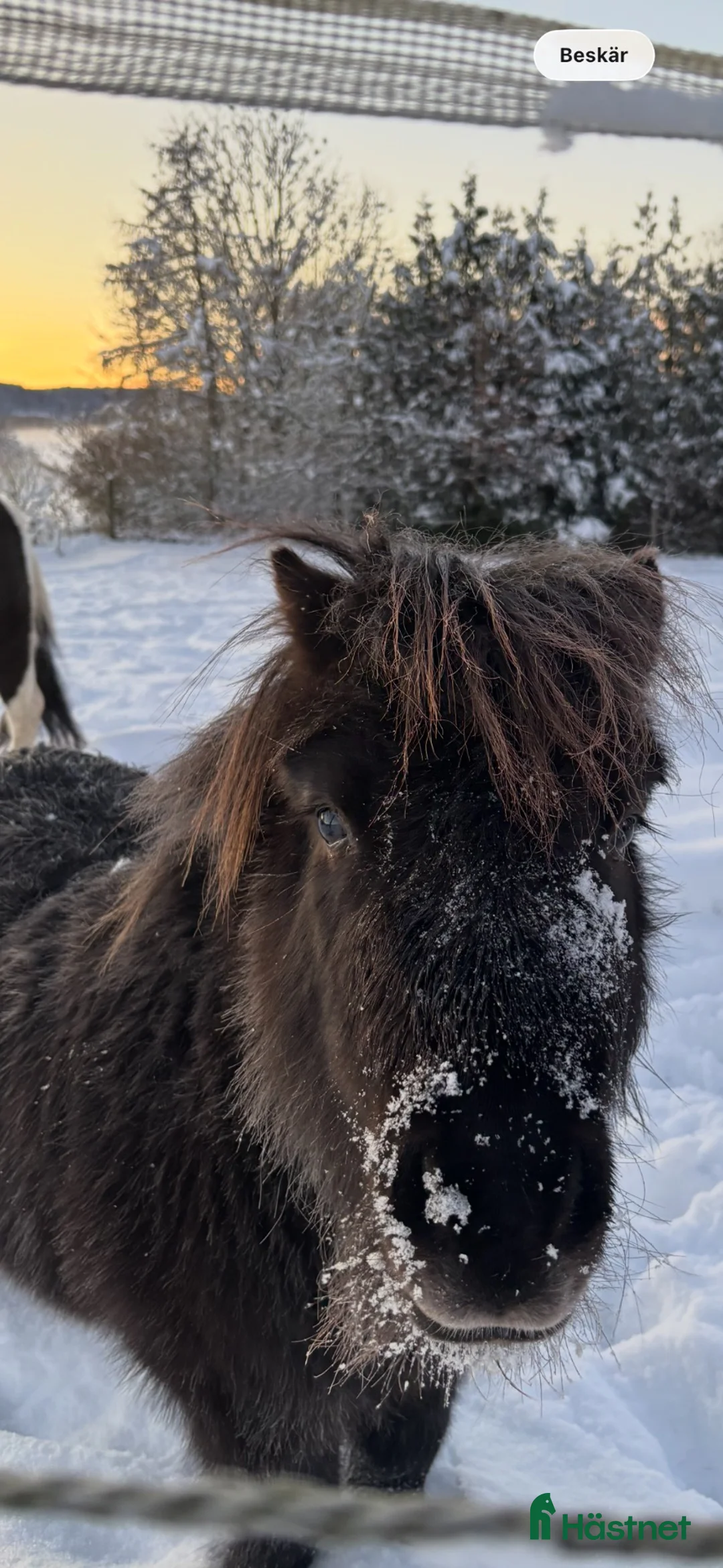 Sällskap hästar till salu: Peppe  - Annons 1