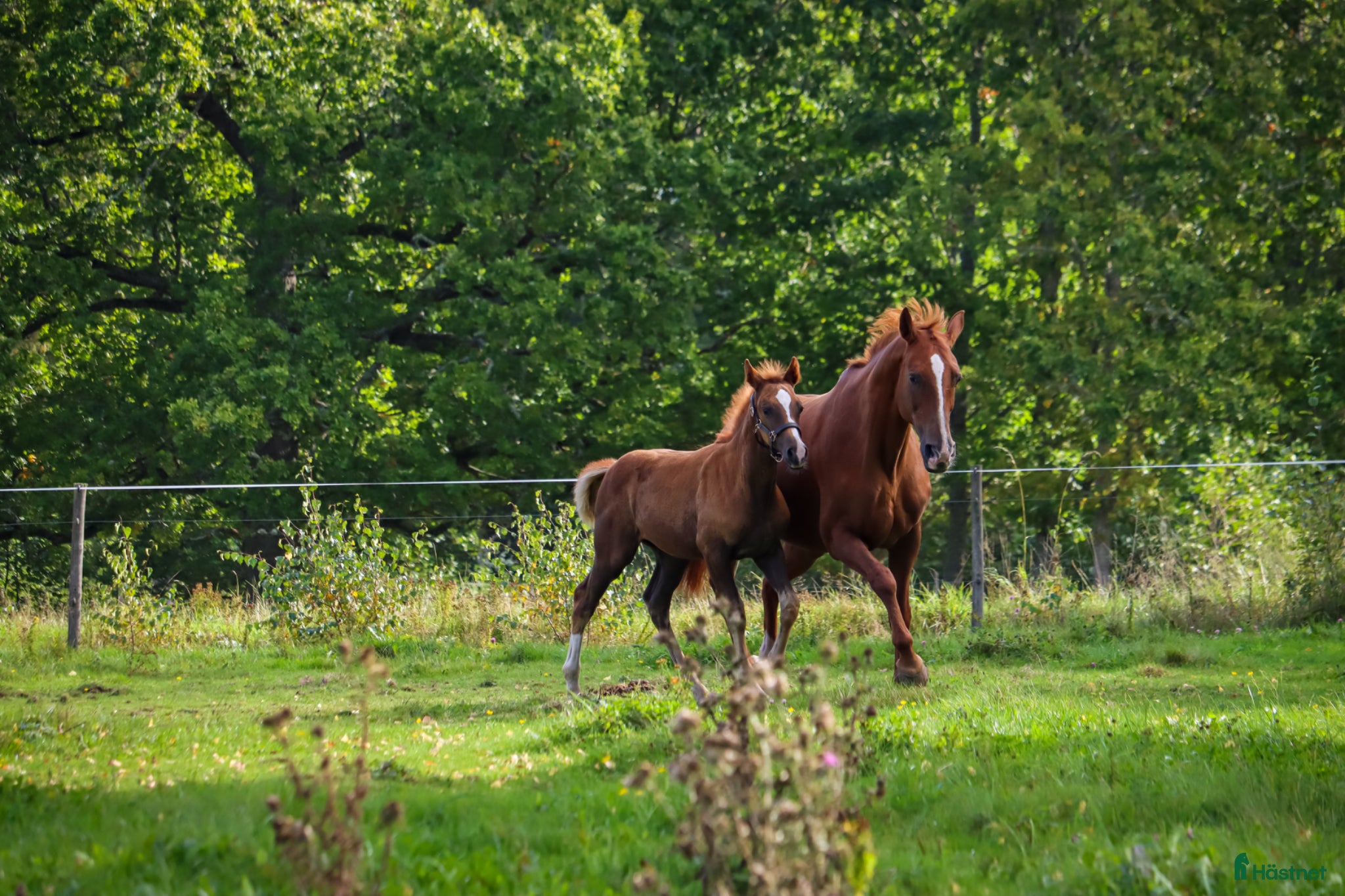  hästar Avelssto dressyr  - Annons 2