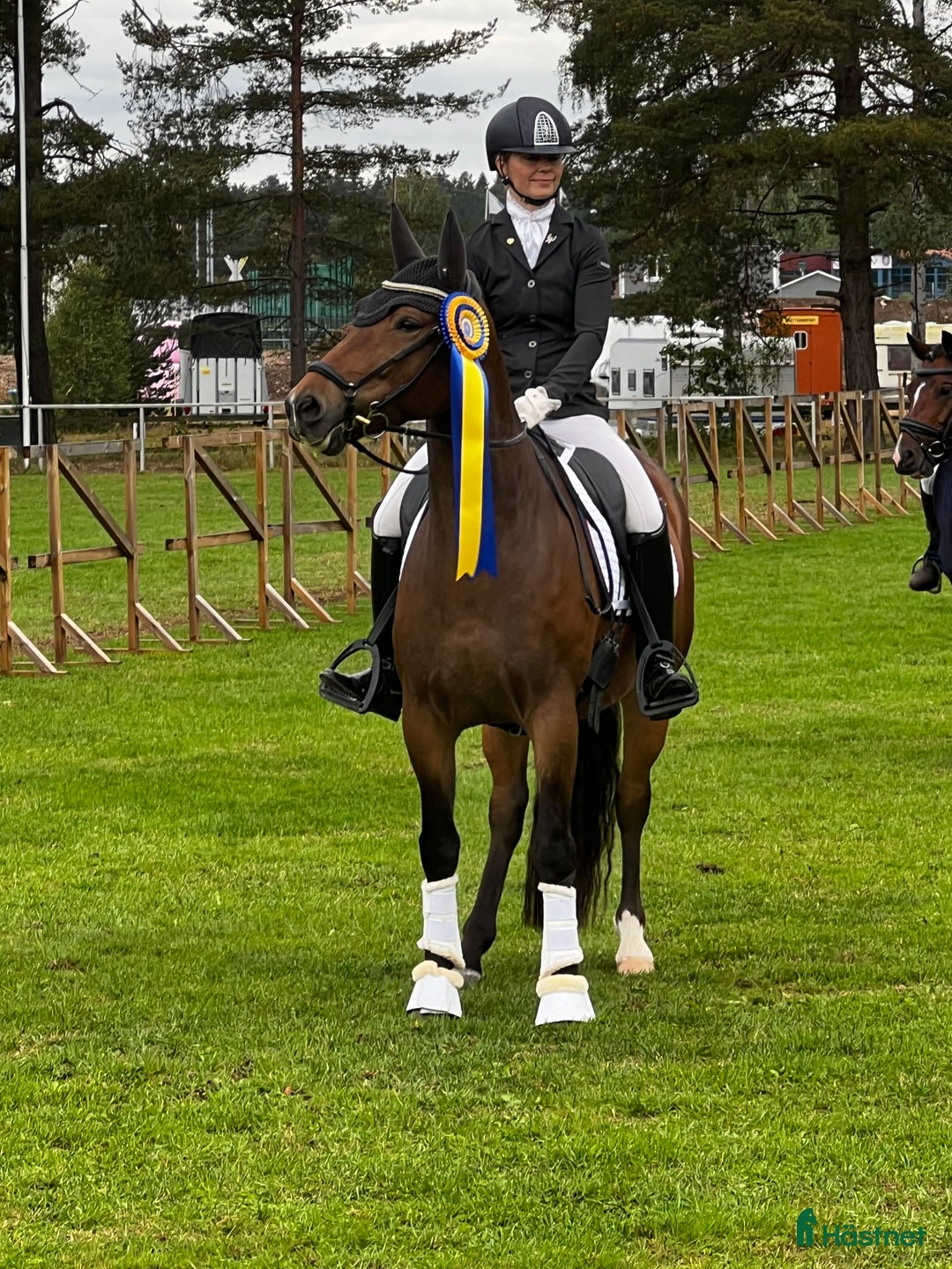 Dressyr hästar till salu: Sveriges bästa 7-åriga dressyrponny i Falun - Annons 2
