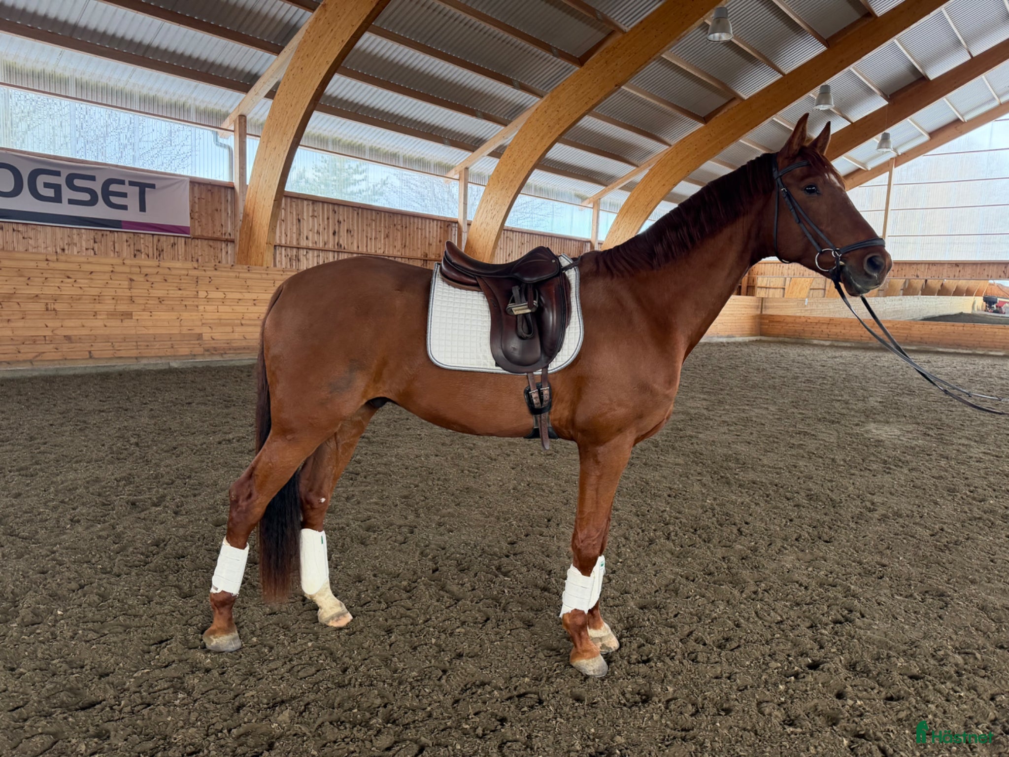  hästar 5-åring för högre klasser!  - Annons 2