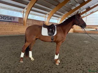 hästar 5-åring för högre klasser! - Annons 2