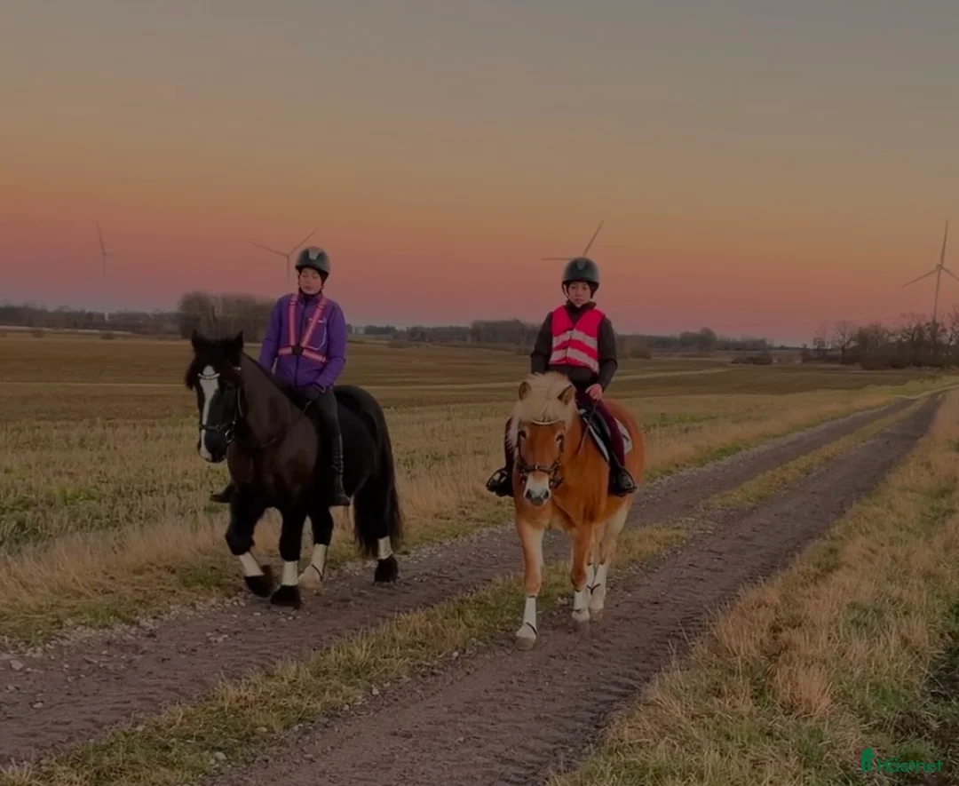Allround hästar till salu: Läromästare och bästa vän söker nytt hem - Annons 2