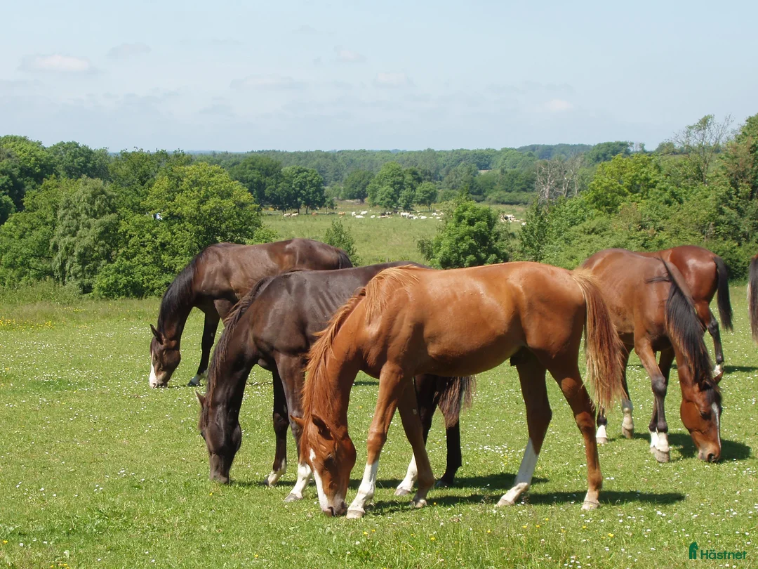  hästservice finnes: HINGSTBETE SOMMARBETE i Svalöv - Annons 2