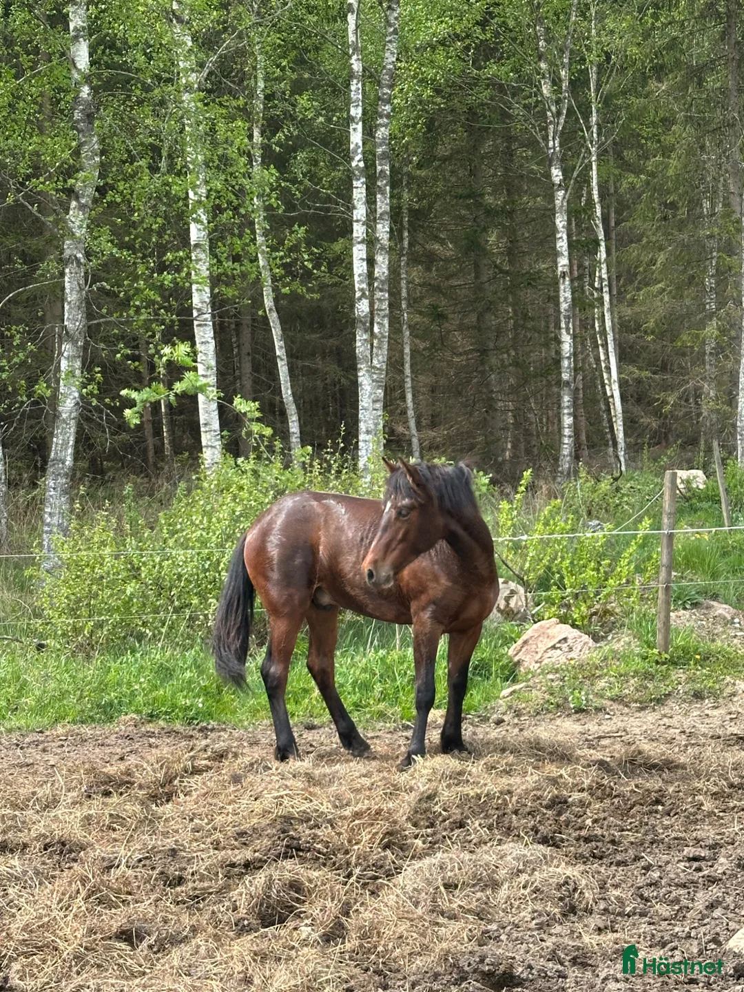 Allround hästar till salu: Åring, korsning PRE och kallblodstravare - Annons 2
