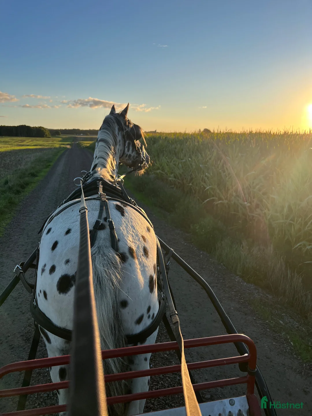 Allround hästar till salu: Unik allround inkörd pony - Annons 2