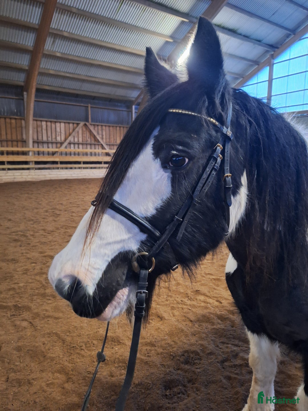 Allround hästar till salu: Stabilt sto i Nybro - Annons 2