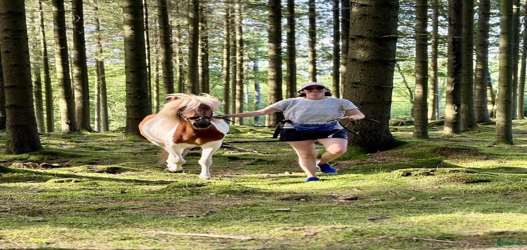 Galleribild {{count}}