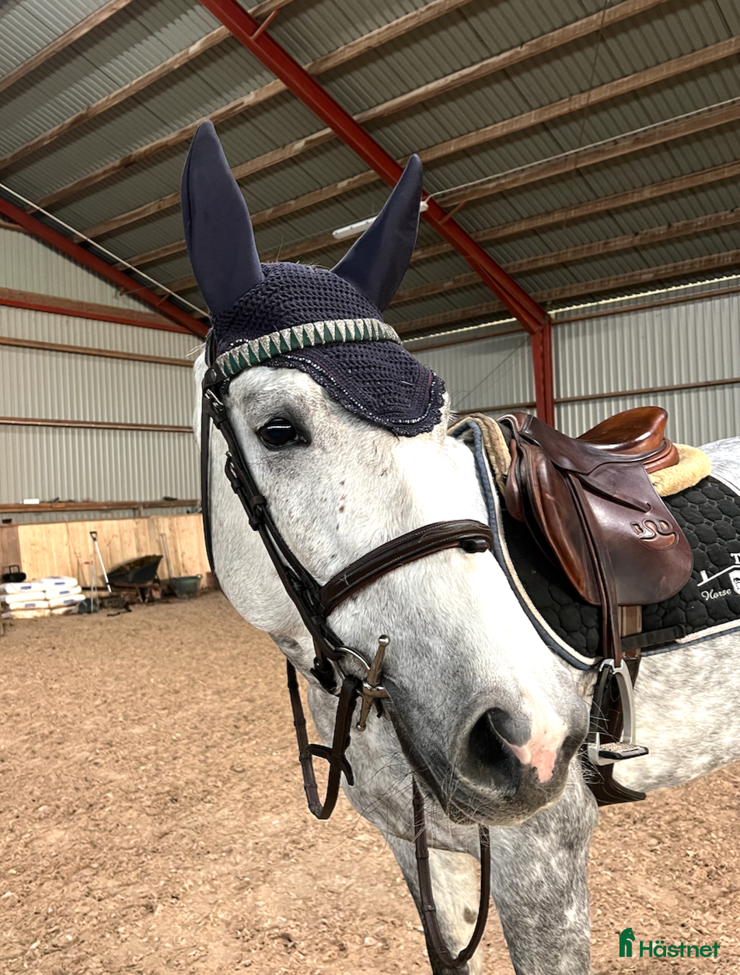 Hoppning hästar till salu: Rosettplockare – Fint 7-årigt sto  i Trelleborg - Annons 2