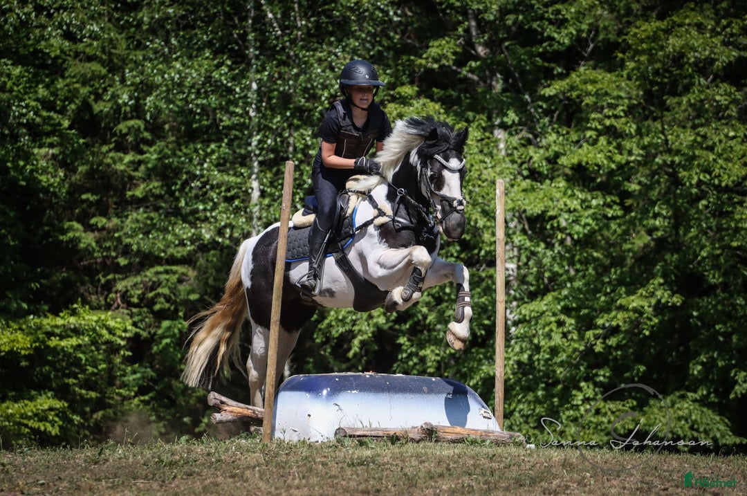  hästservice finnes: Ungdomsläger fälttävlan i Målsryd - Annons 2