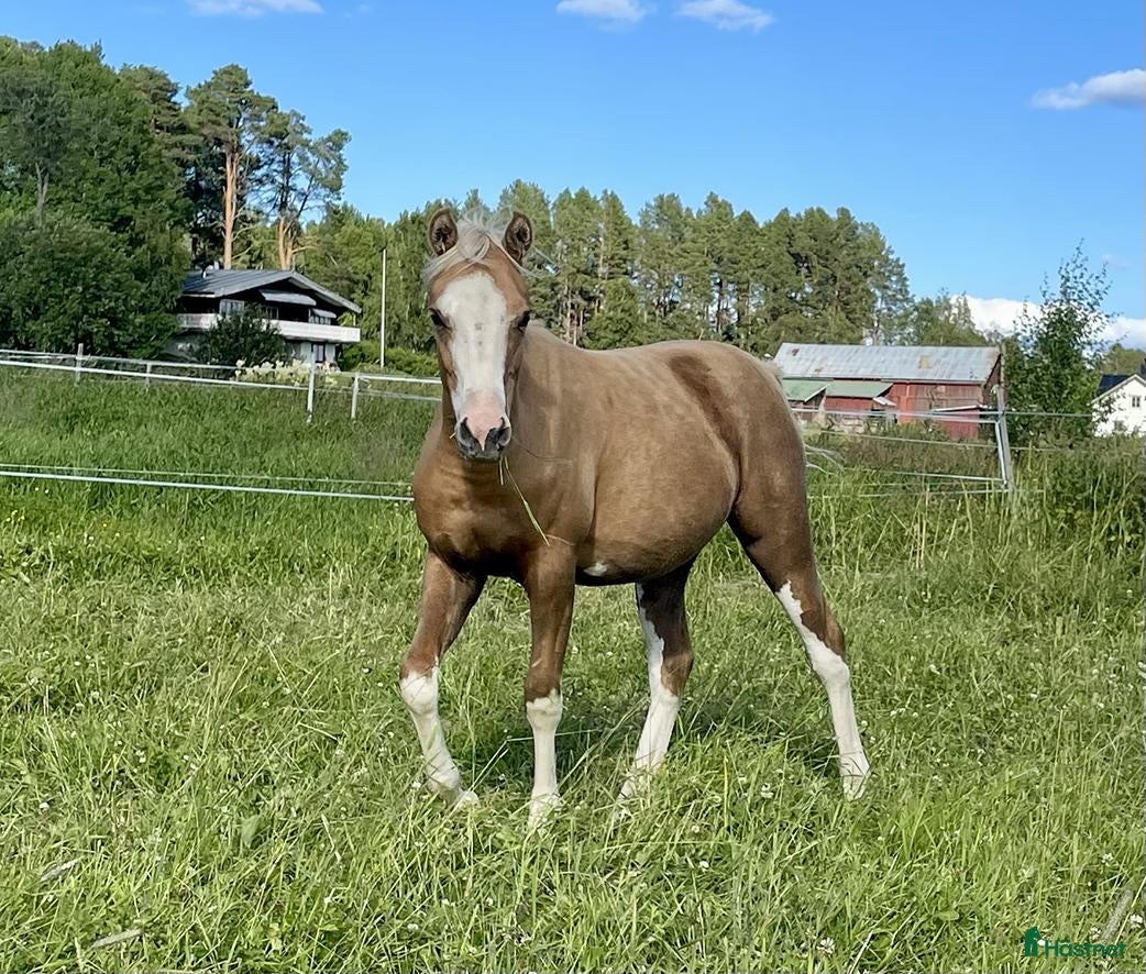  hästar Sportponny med alla rätt!  - Annons 15