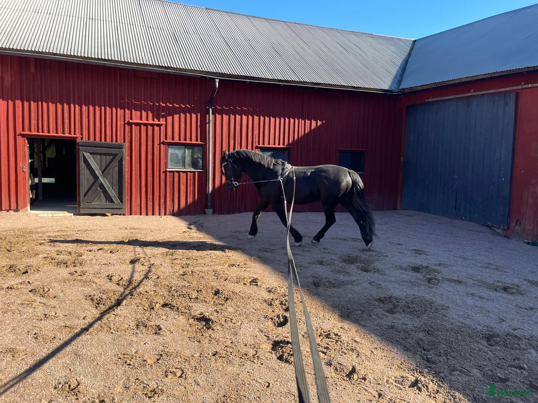 Allround hästar till salu: Vacker kallblodstravare  - Annons 2