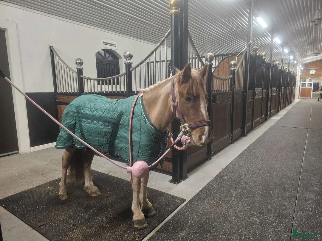 Allround hästar till salu: Underbar B-ponny! - Annons 7