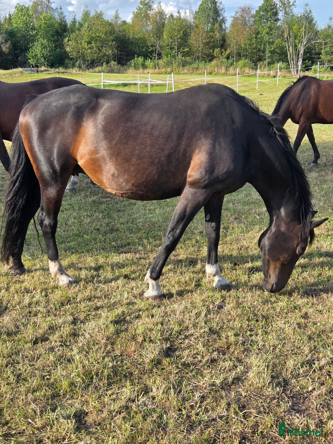 Avelshästar hästar till salu: Meriterat avelssto i Tidaholm - Annons 2
