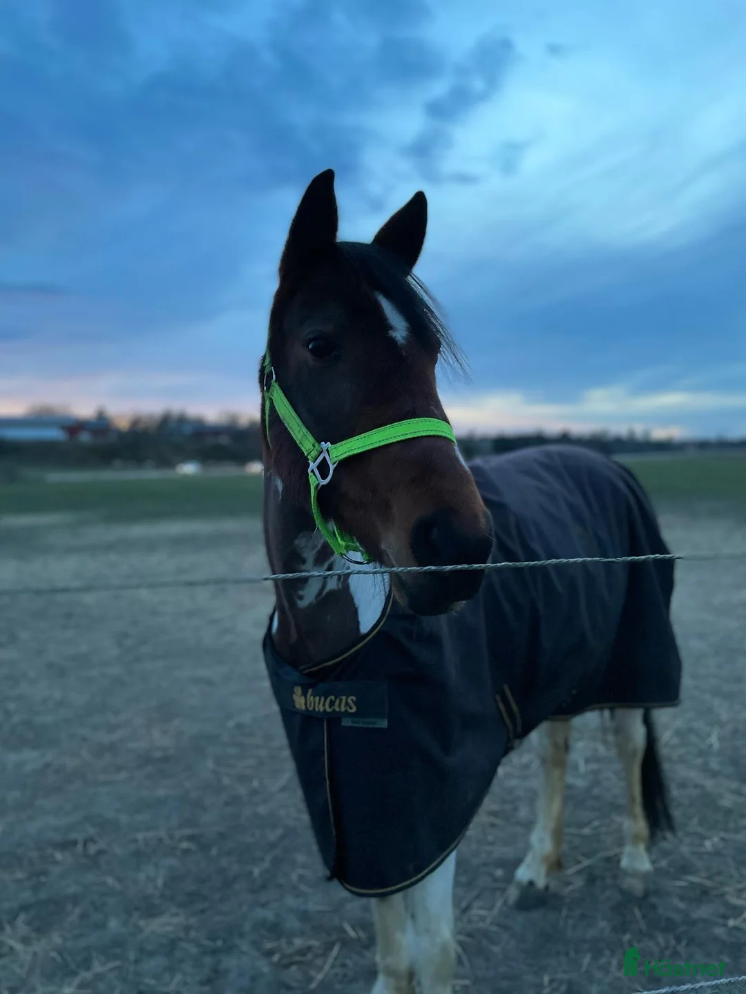 Allround hästar till salu: Hobbyponny i Ingelstad - Annons 2