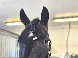 hästar Startklart kallblod. i Umeå - Annons 7