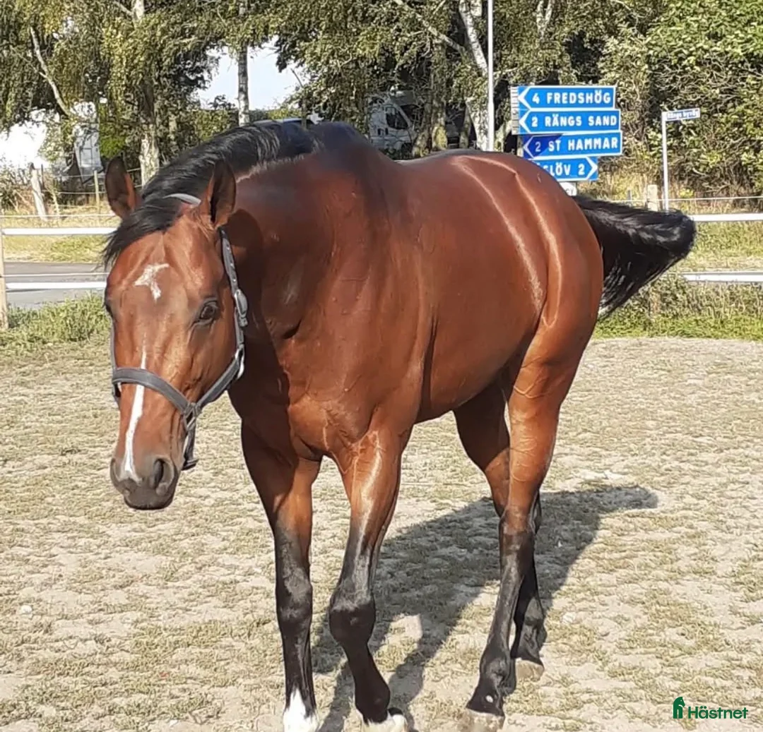 Allround hästar till salu: Fullblodshingst- framtida partner❤️ - Annons 4