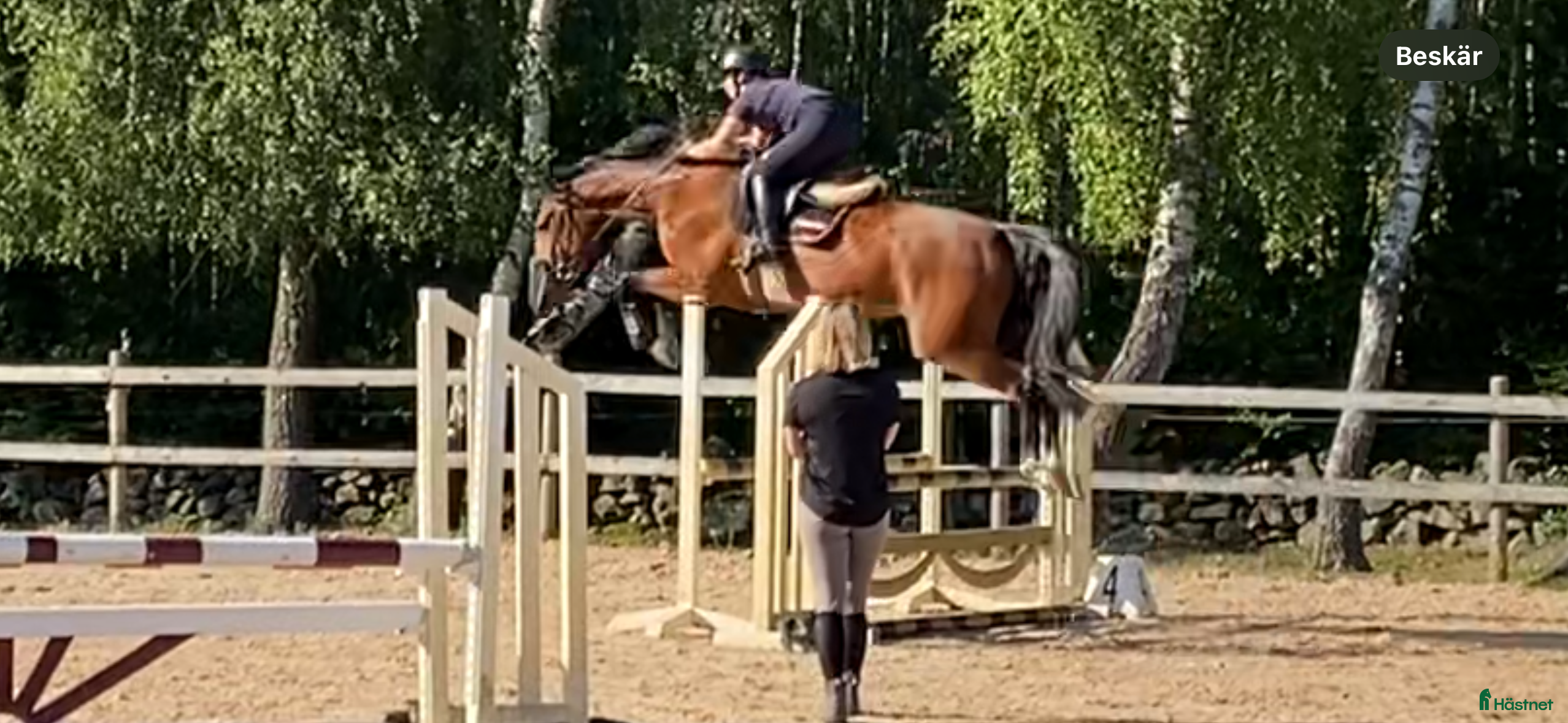  hästar Trevlig valack e.copycat ue heartbeat i Billeberga - Annons 17