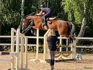 hästar Trevlig valack e.copycat ue heartbeat i Billeberga - Annons 16