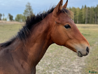 hästar Välstammat hingstämne e. El Barone 111 Z i Enköping - Annons 4