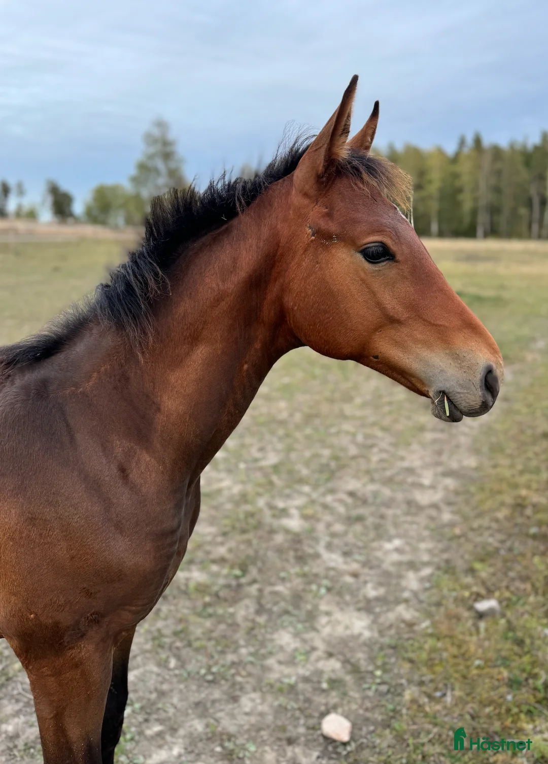 Hoppning hästar till salu: Välstammat hingstämne e. El Barone 111 Z i Enköping - Annons 1