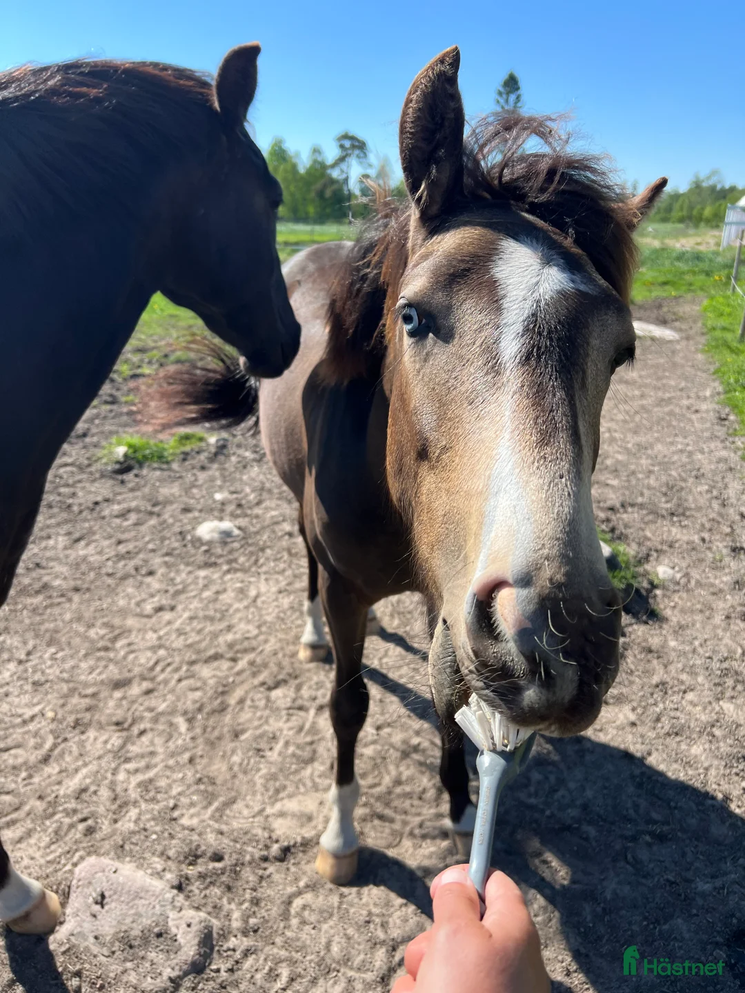 Hoppning hästar till salu: Ponny för framtiden  - Annons 2