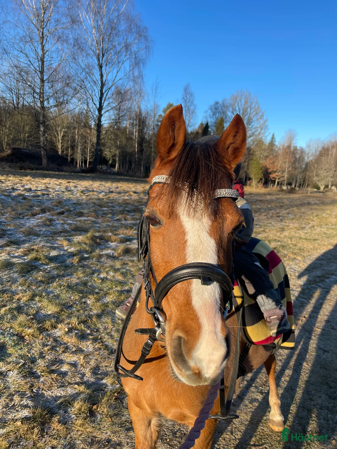 Allround hästar till salu: Sockersöt dressyrinriktad B-ponny till salu - Annons 1