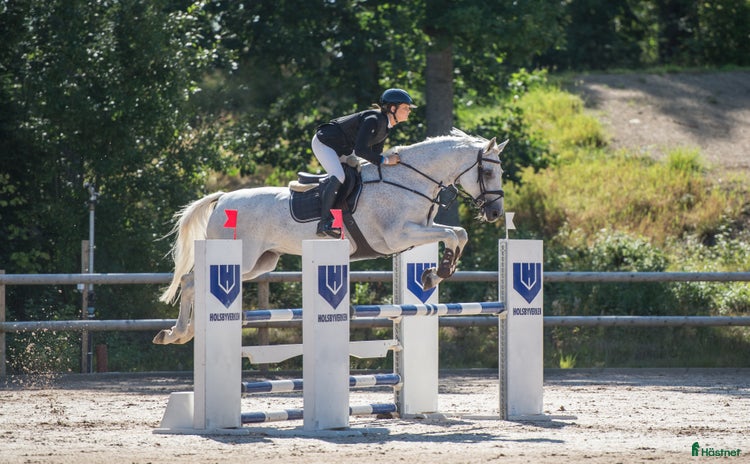  hästar i Oskarshamn - Annons 13