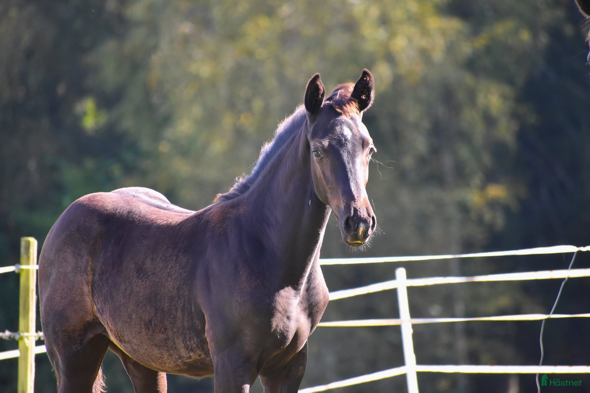  hästar Hingstföl i Smålandsstenar - Annons 19
