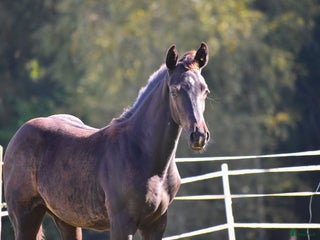 Dressyr hästar till salu: Hingstföl i Smålandsstenar - Annons 1
