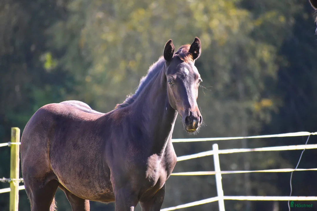 Dressyr hästar till salu: Hingstföl i Smålandsstenar - Annons 1