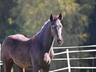 hästar Hingstföl i Smålandsstenar - Annons 21