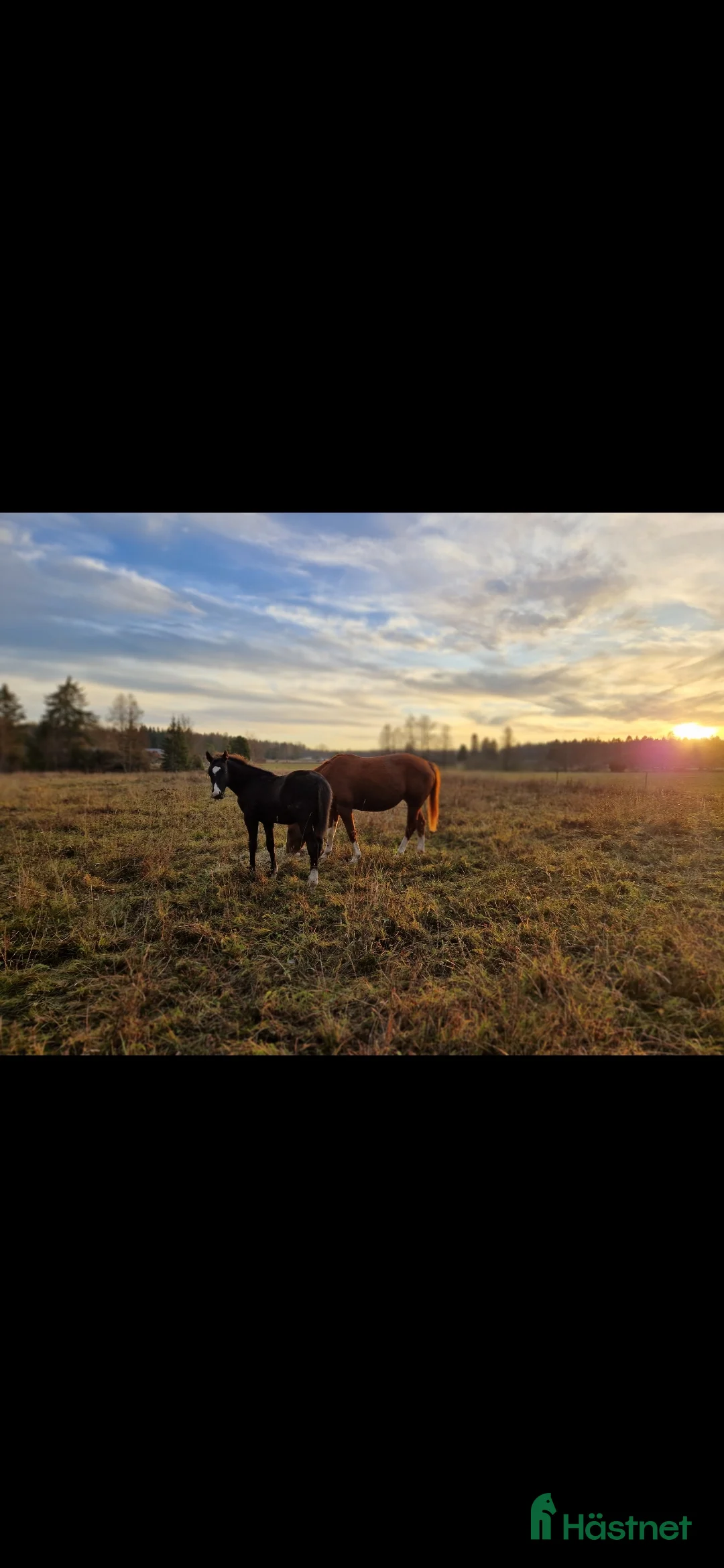  stallplats finnes: Boxplats med ridhus och stora hagar❄️ i Uppsala - Annons 7