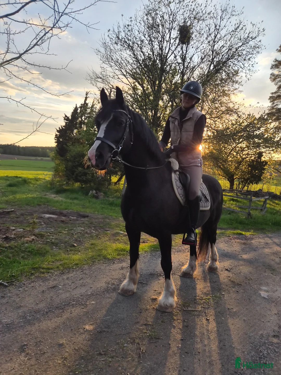 Allround hästar till salu: Känslig och snäll Welsh Cob söker för-alltid-hem i Habo - Annons 4
