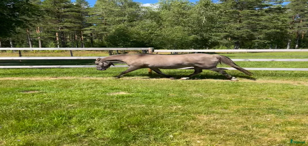 Galleribild {{count}}