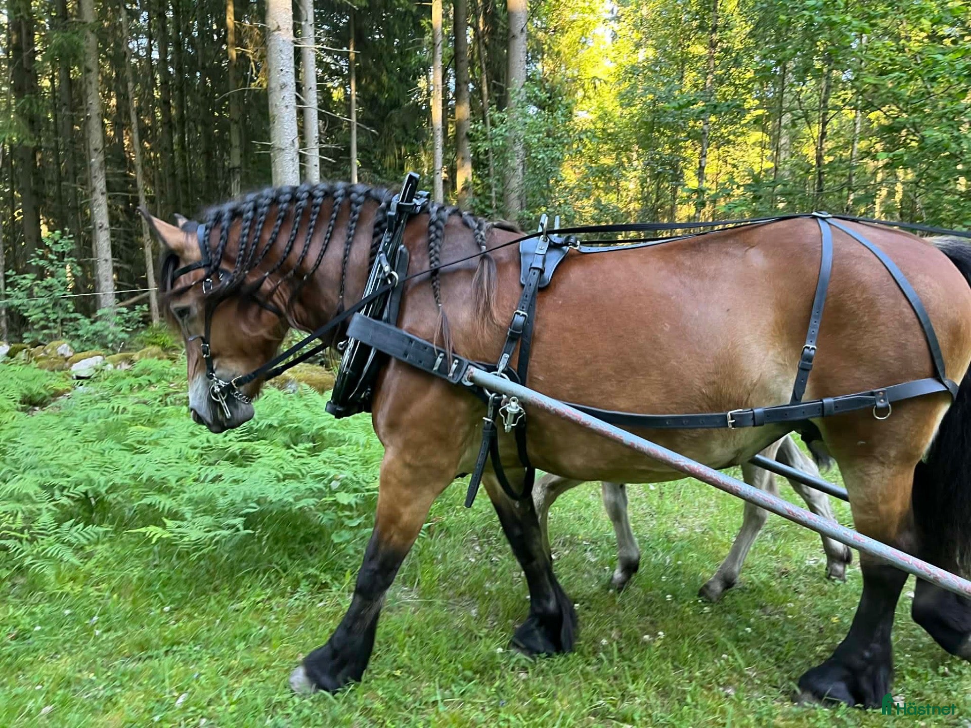 Körselar körning till salu: Loksele 80cm lokor bengt höök - Annons 3